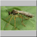 Dioctria linearis - Raubfliege 05.jpg